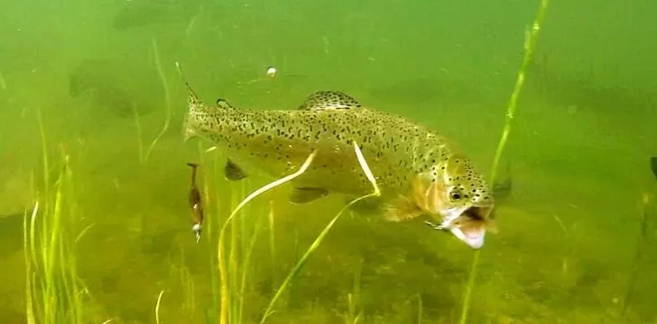Rainbow trout eating another fish