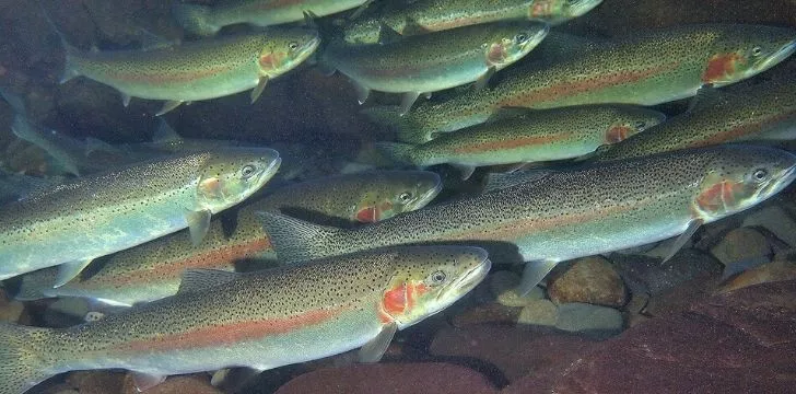 A group of rainbow trout swimming