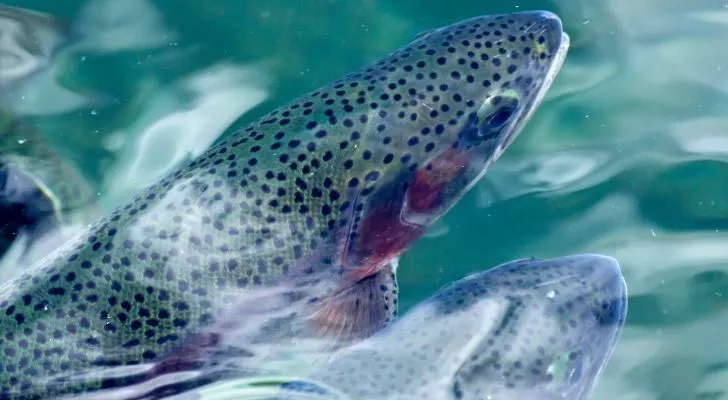 10 Fishy Facts About Rainbow Trout - The Fact Site