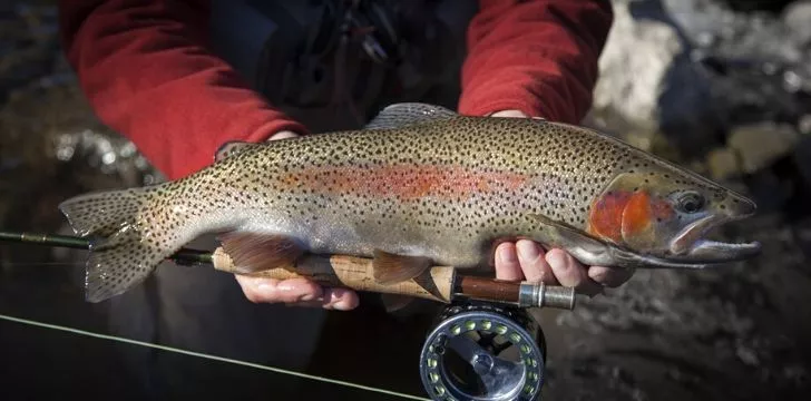 Rainbow trout live in over 45 countries