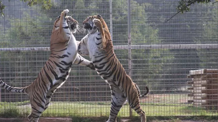 Two tigers fighting at the zoo from Tiger King
