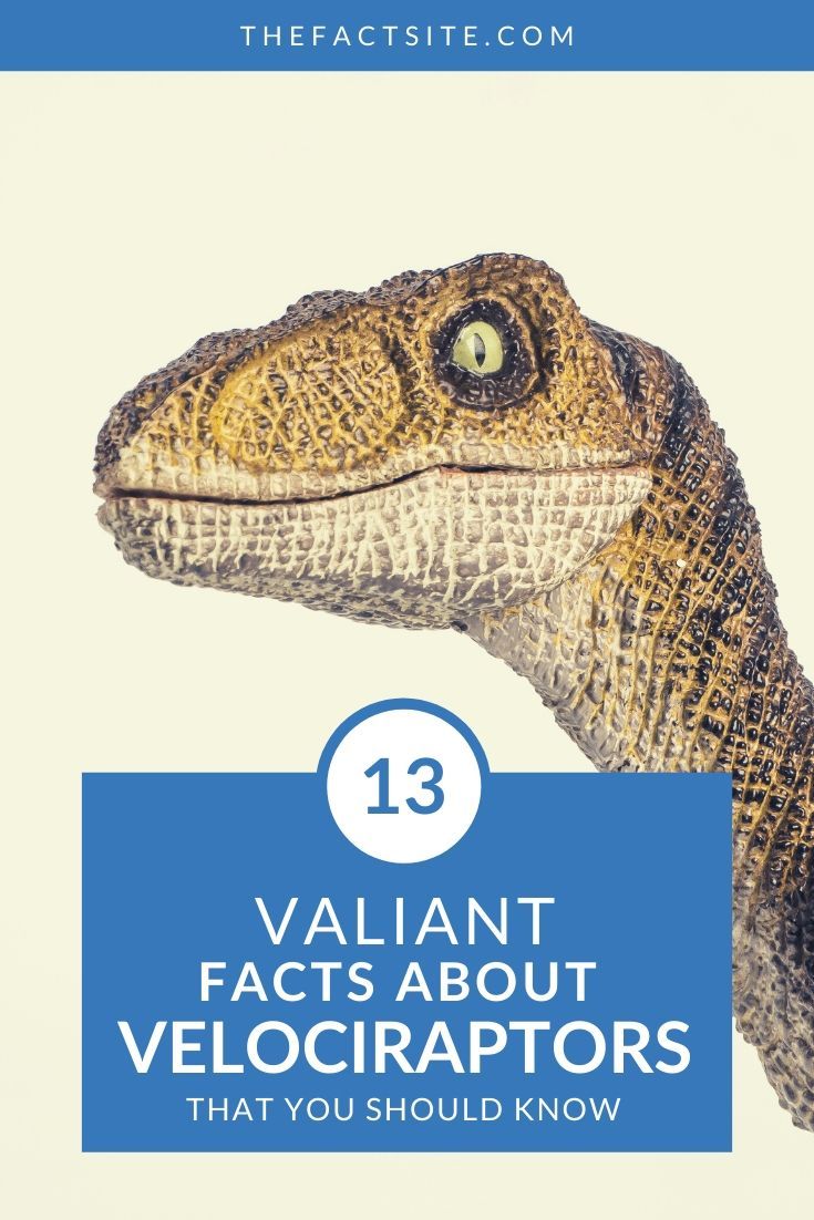 about velociraptor