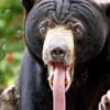A brown bear with his long tongue hanging out