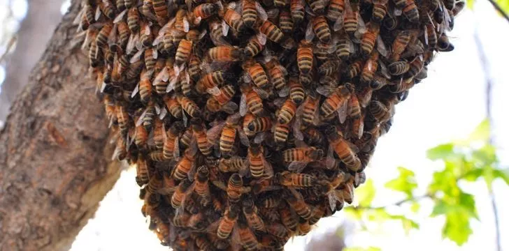A hanging beehive covered in bees