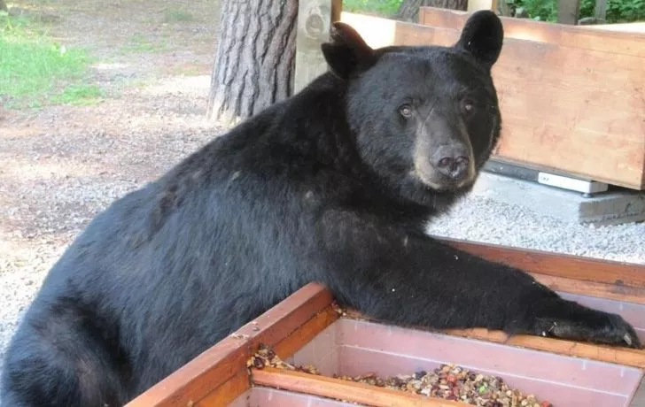 A bear eating on a farm