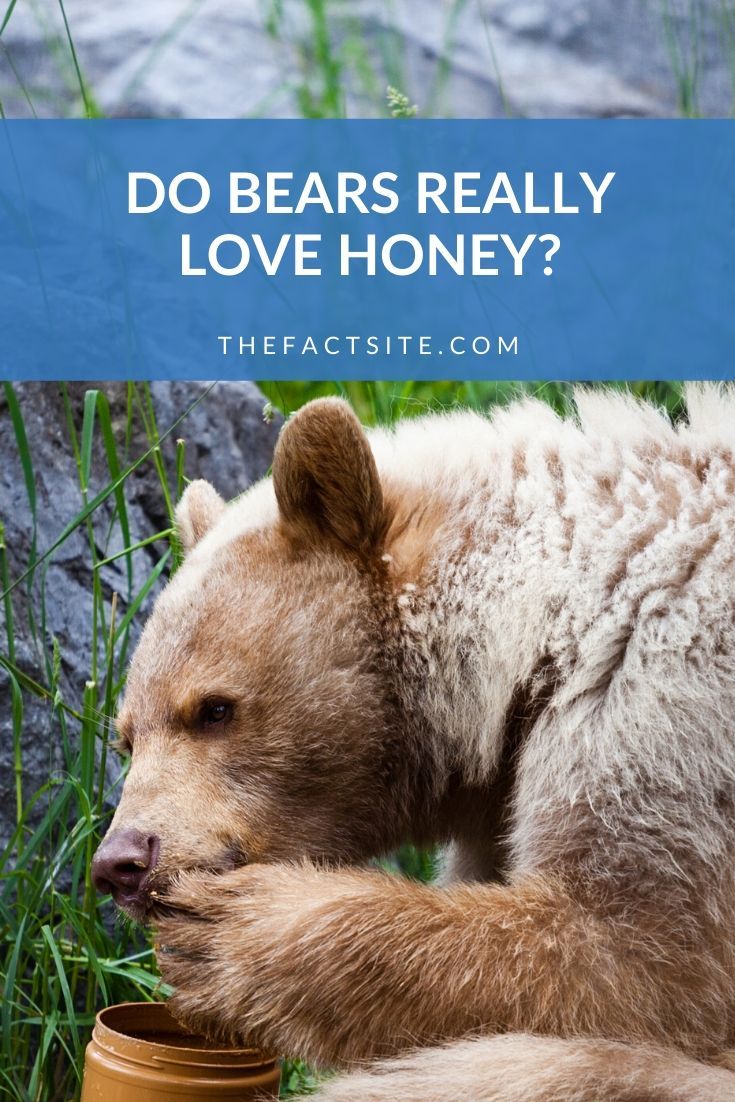 Do Bears Really Love Honey? The Fact Site