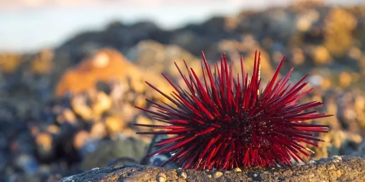 Facts about sea urchins