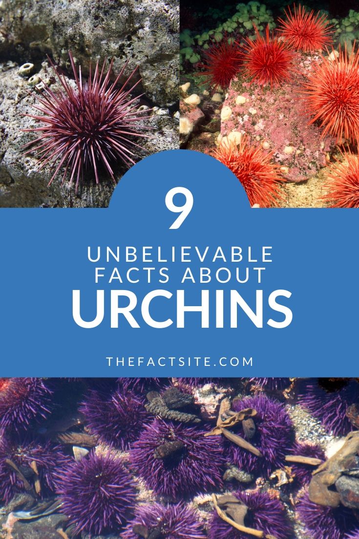 9 Unbelievable Facts About Urchins The Fact Site