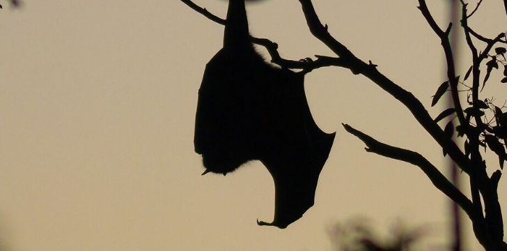 Silhouette of a bat hanging from tree branches
