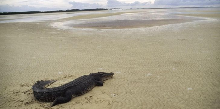 Un cocodrilo en la playa
