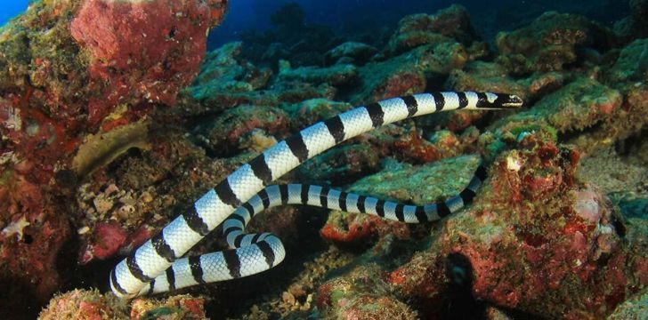 Una serpiente de mar en aguas de Fiji