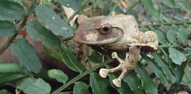 A Fijian tree frog