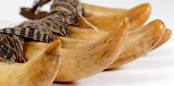 Whale tooth necklace