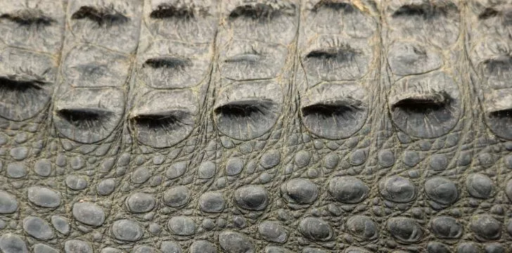 A closeup of alligator skin