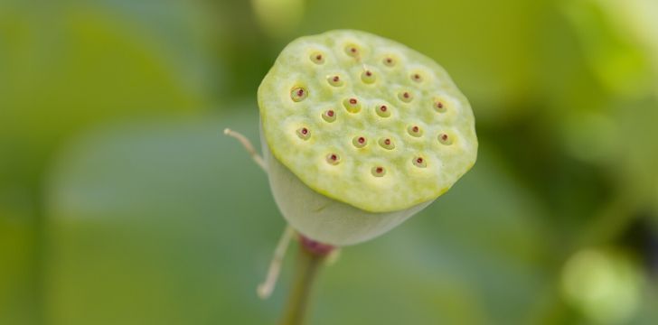 A closeup image of a lotus seed pod