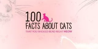 100 Cat Facts