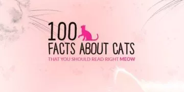 100 Cat Facts