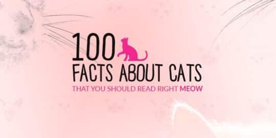 100 Facts About Cats That You Should Read Right Meow