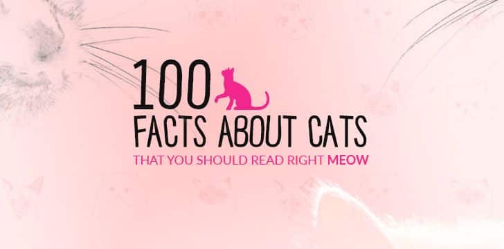 facts about cats and kittens