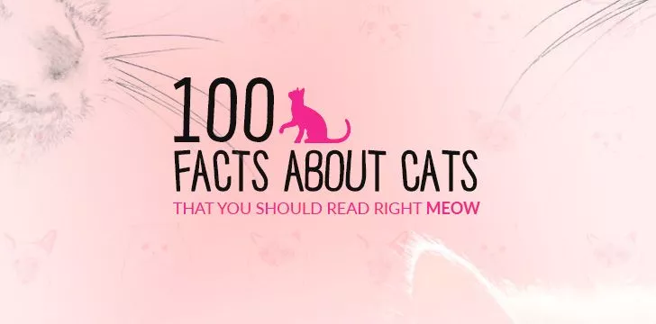 Cats - Types of Cats, Fun Facts & More