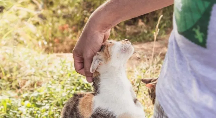 A cat showing a human affection