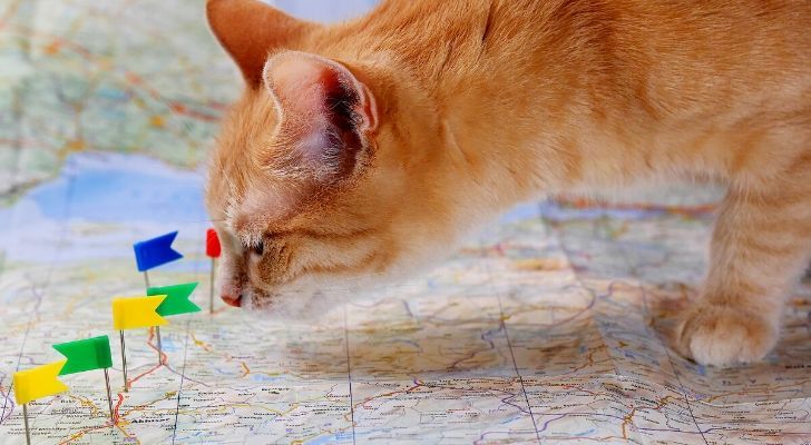 A ginger cat standing on a map with pin-point flags