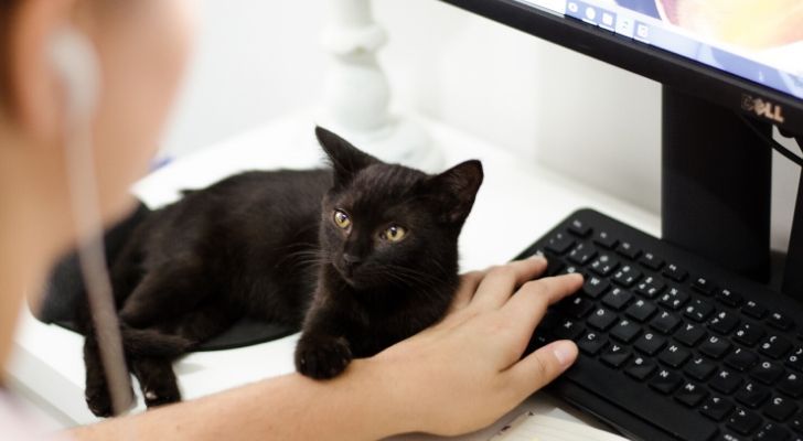 Black cat wanting attention while woman works on computer