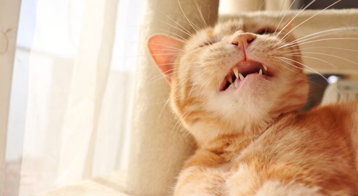 A cat mid-sneeze