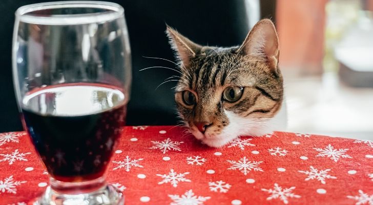 A cat looking at a glass of red wine