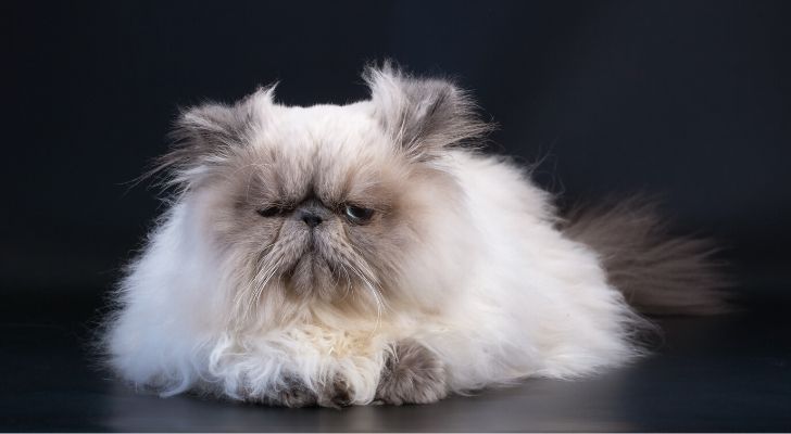 A fluffy cat sat on the floor looking grumpy