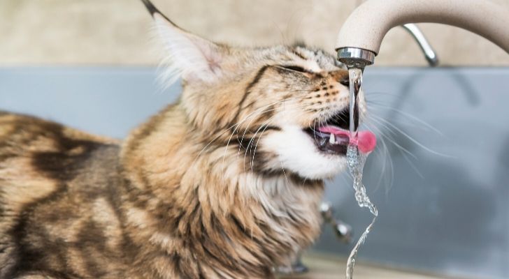 A cat drinking water from a tap