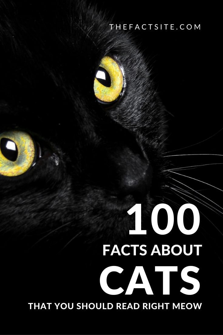 awesome facts about cats