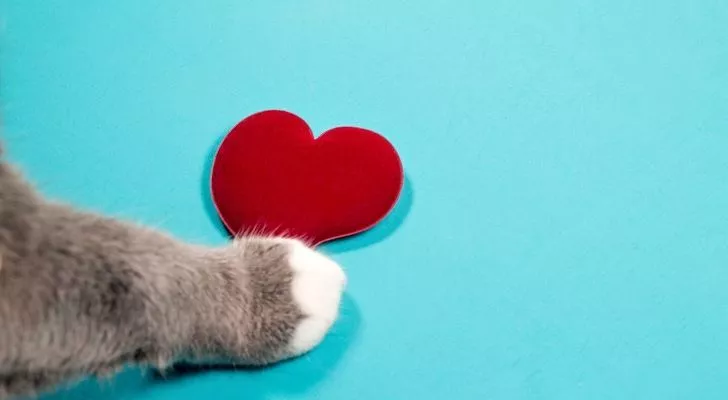 Cat paw touching a love hear shape on a blue background
