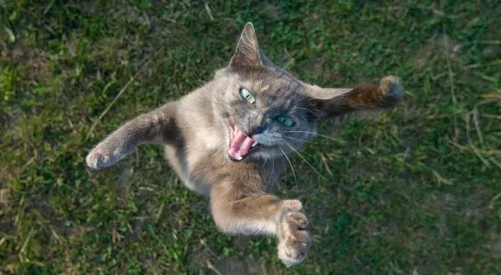 A crazy looking cat jumping upwards towards the camera