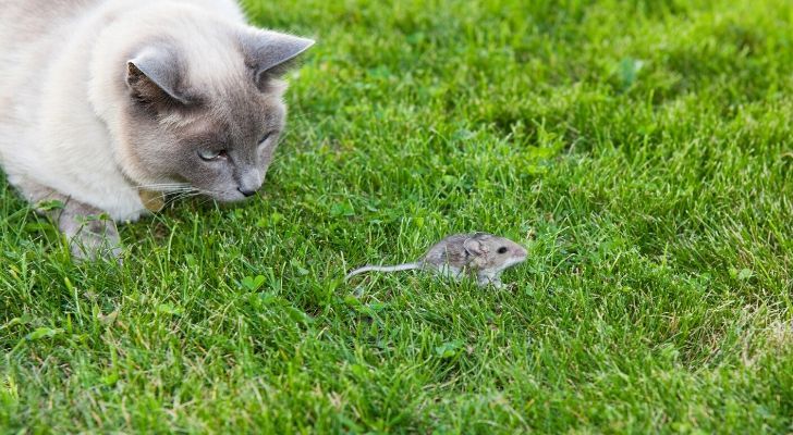A cat hunting a mouse in the grass