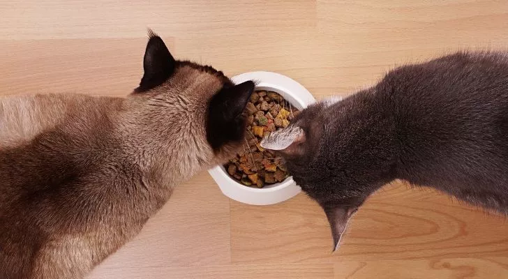 Two cats eating from the same bowl