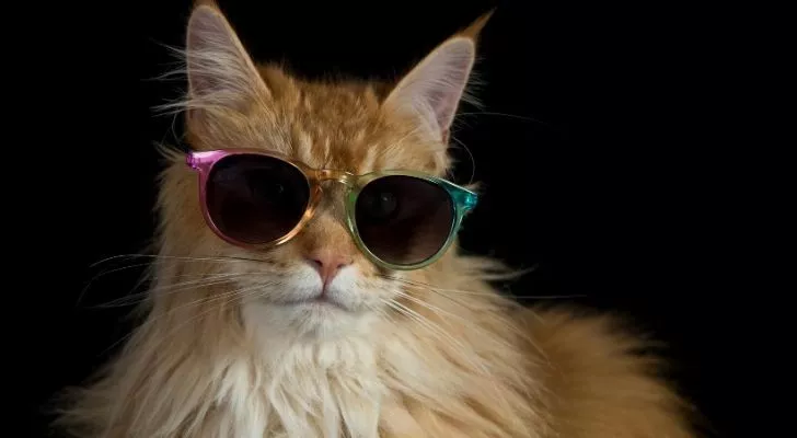 A beige cat wearing sunglasses