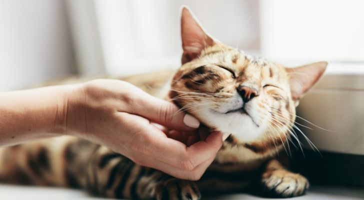 A cat being stroked under its chin looking very happy