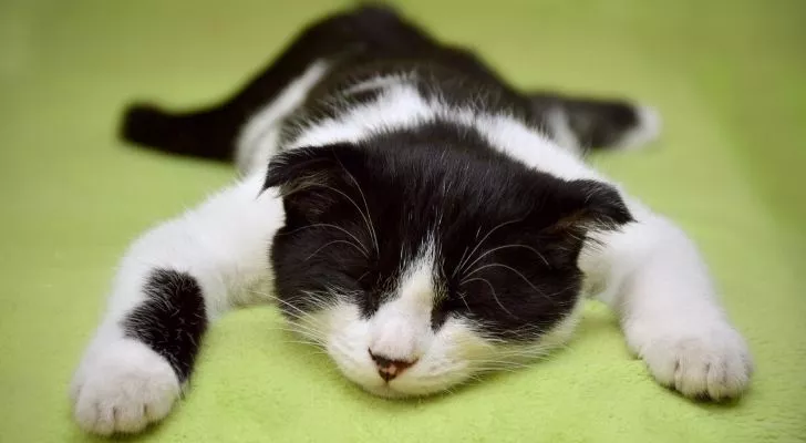 A black & white cat sprawled out, sleeping on a green cloth