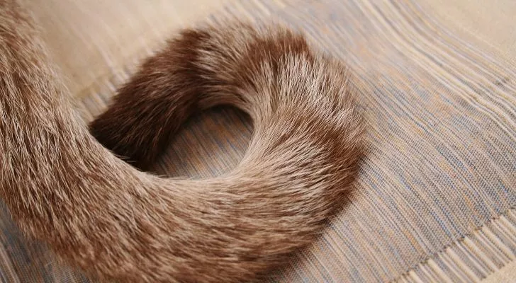 A cats tail on a wooden floor
