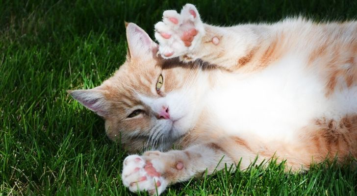 A cat laid in the grass showing both of its front paws