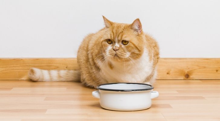 A cat sat by its bowl looking very uninterested