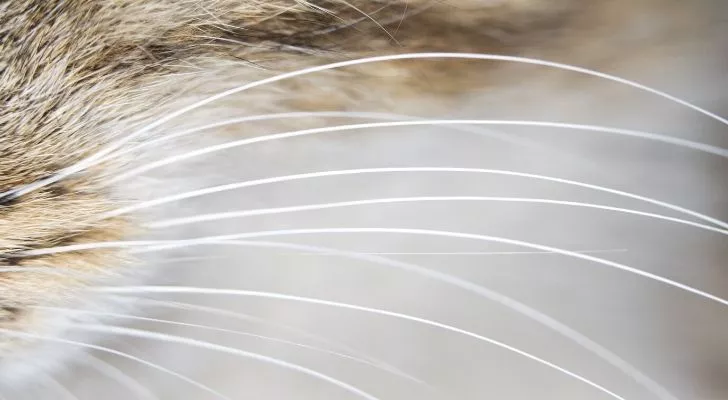 closeup of cats whiskers