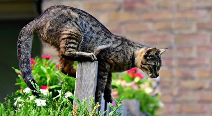 A cat on a fence about to take a leap