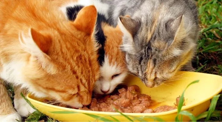 3 cats eating from a yellow bowl