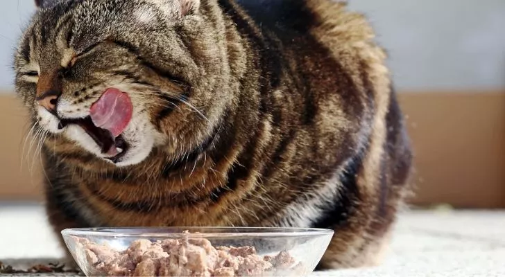 Cat eating tuna licking its lips