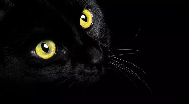 A black cat on a dark background with it's green-yellow eyes wide open