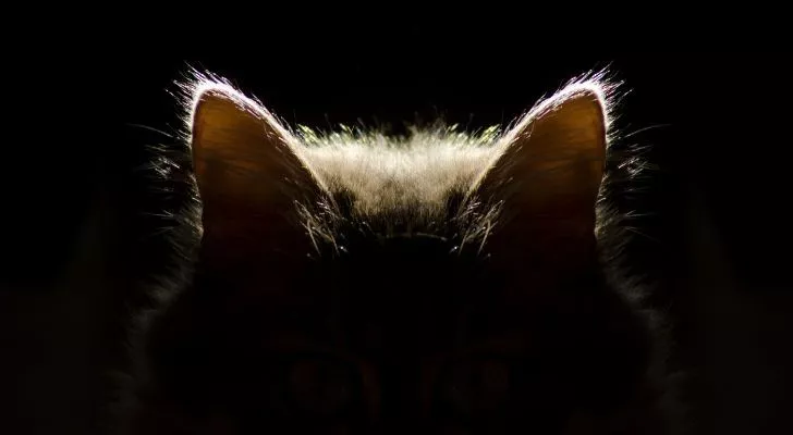 A cat sat in the dark with the light only making its ears visible