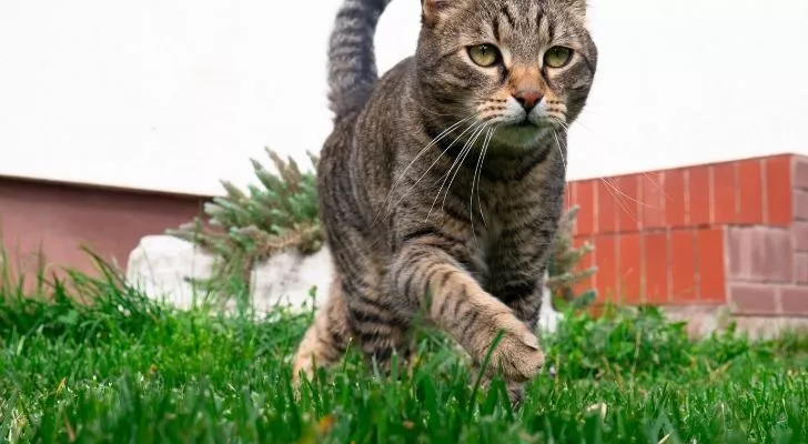A cat lightly jogging on luscious green grass