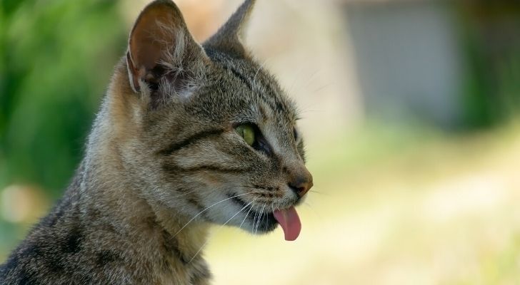 A cat with its tongue poking out